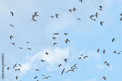 a flock of gulls flies in the sky