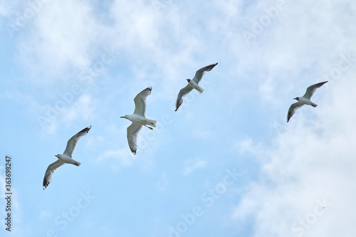a gull bird flies in the sky © Mikhail