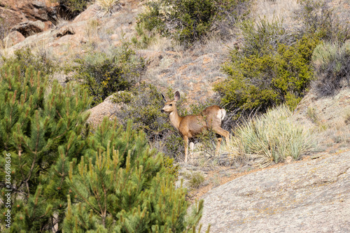 Photography Deer at Eleven Mile