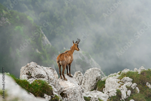 Plakat w ramie Calm chamois on the top of the ridge in cloudy weather