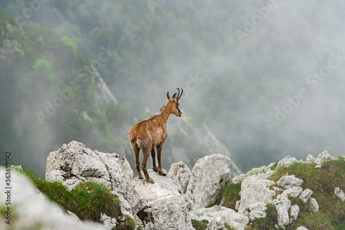 Calm chamois on the top of the ridge in cloudy weather