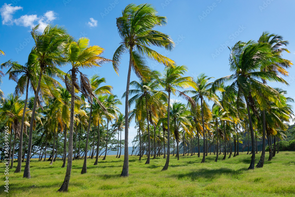 Scenic shot of a large palm tree park on a windy summer day in the Caribbean. Scenic shot of a large palm tree park on a windy summer day in the Caribbean.