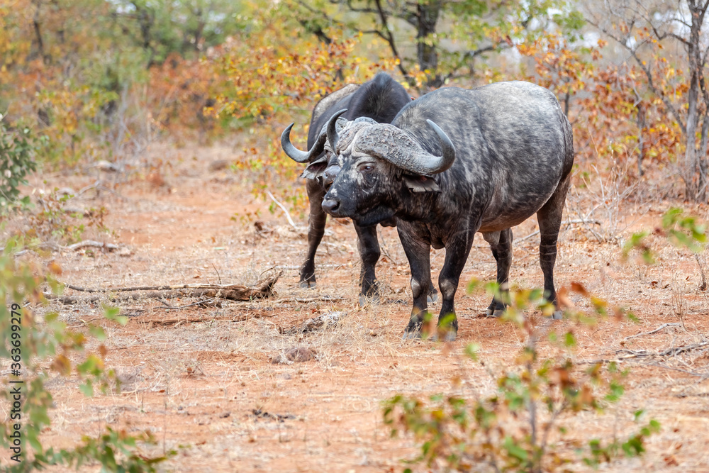 Fototapeta premium African Buffalo bull looking at the camer in South Africa.