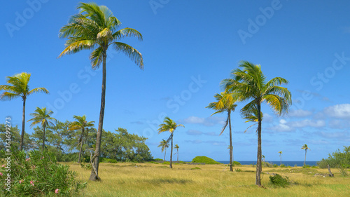 Warm summer wind blows across the tropical island and makes towering palms sway © helivideo
