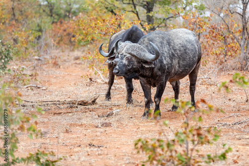 African Buffalo bull looking at the camer in South Africa.