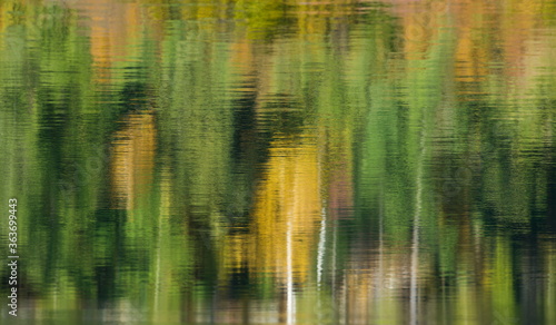 Forest reflected in Lake