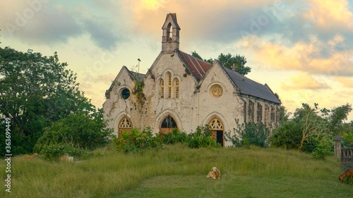 Photography Lonely lamb lies in front of a decaying church in the countryside in Barbados