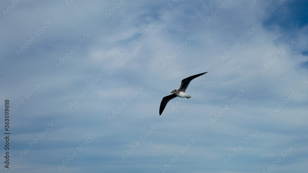 wight-eyed gull in flight on clouds background