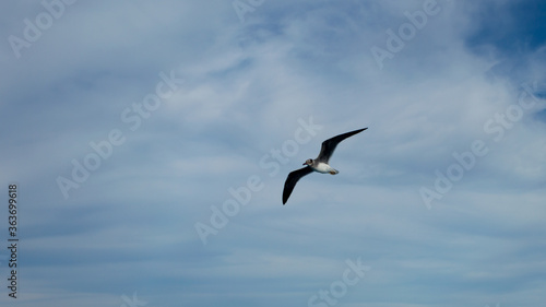 wight-eyed gull in flight on clouds background