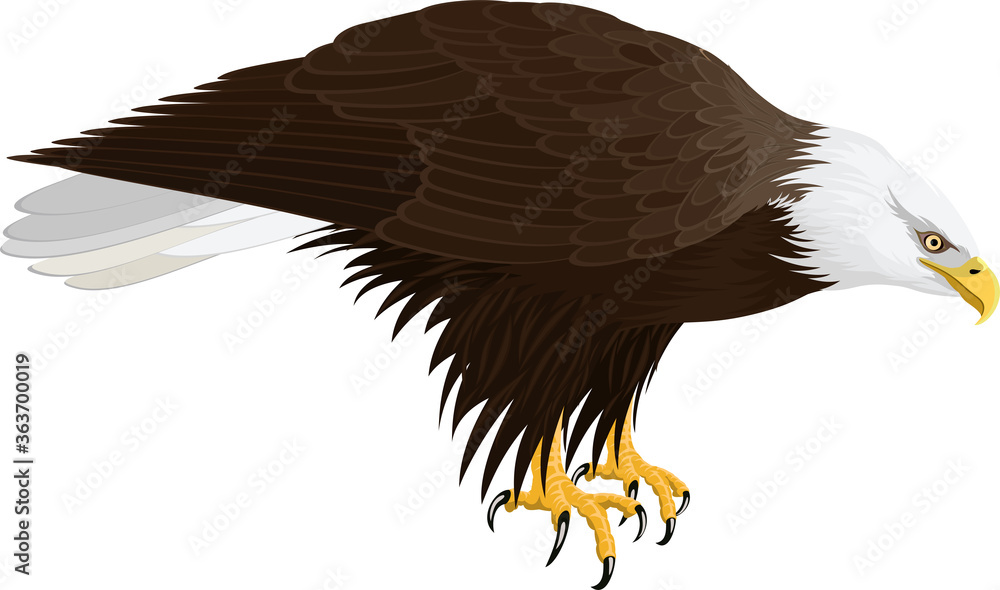 Fototapeta premium Bald eagle isolated on white - vector illustration