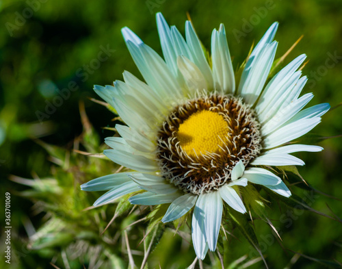 berkheya cirsifolia,  photo