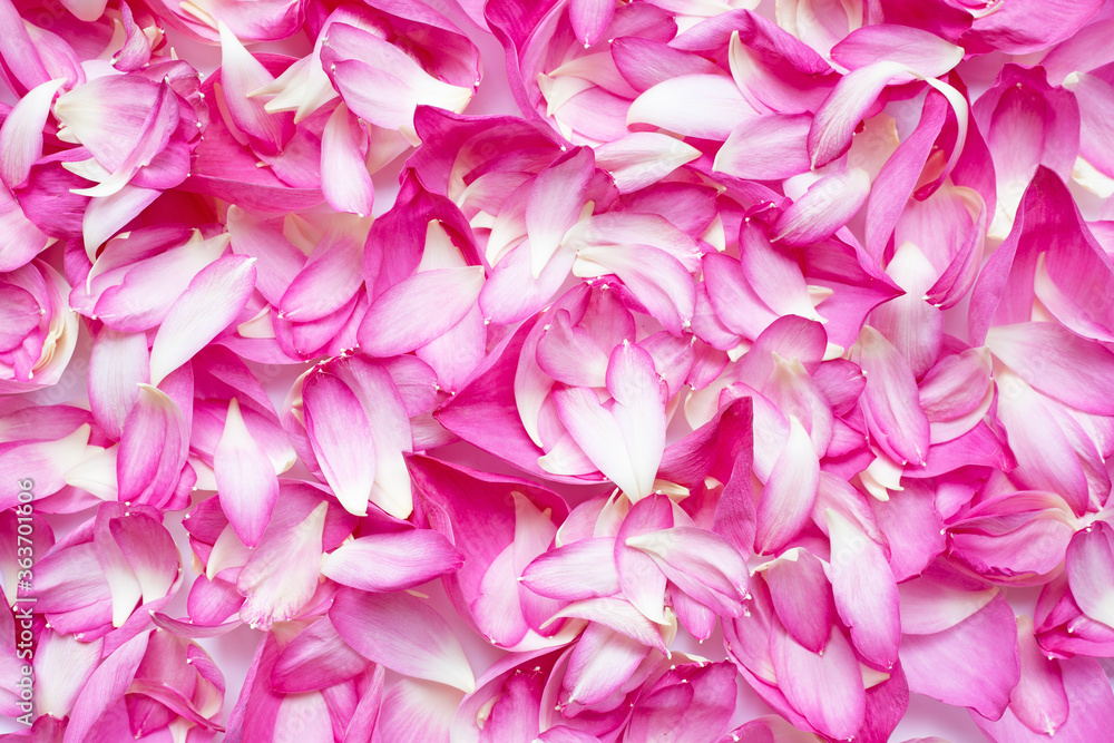 Pink lotus petals flower for background.