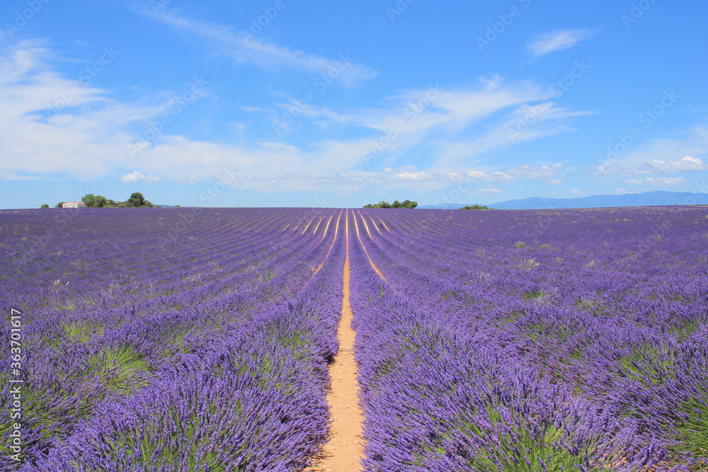 Naklejka premium The amazing lavender field at Valensole in the gorgeous provence region in France 