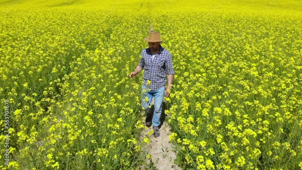 Farmer in Hat Walking in Rapeseed Field and Examining Crop. Aerial View Man Walking Through Rapeseed Field. Farmer Walk Landscape Nature Agriculture Clean Bio Energy Sky. Slow Motion. Farmer in Hat Walking in Rapeseed Field and Examining Crop. Aerial View Man Walking Through Rapeseed Field. Farmer Walk Landscape Nature Agriculture Clean Bio Energy Sky. Slow Motion.