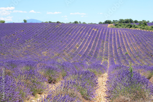 The amazing lavender field at Valensole in the gorgeous provence region in France 