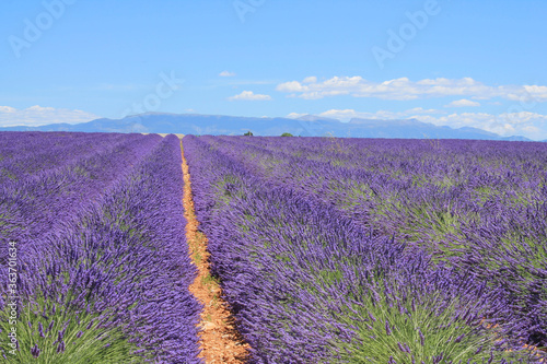 The amazing lavender field at Valensole in the gorgeous provence region in France 