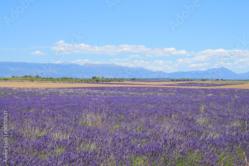 The amazing lavender field at Valensole in the gorgeous provence region in France © Picturereflex