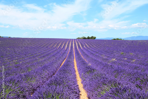 The amazing lavender field at Valensole in the gorgeous provence region in France 