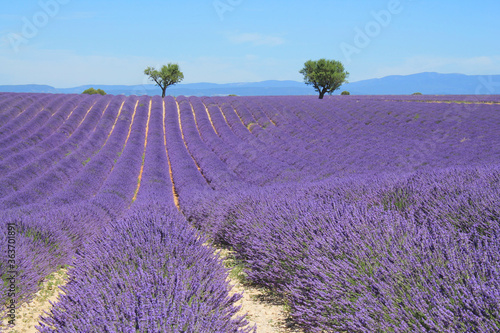 The amazing lavender field at Valensole in the gorgeous provence region in France 