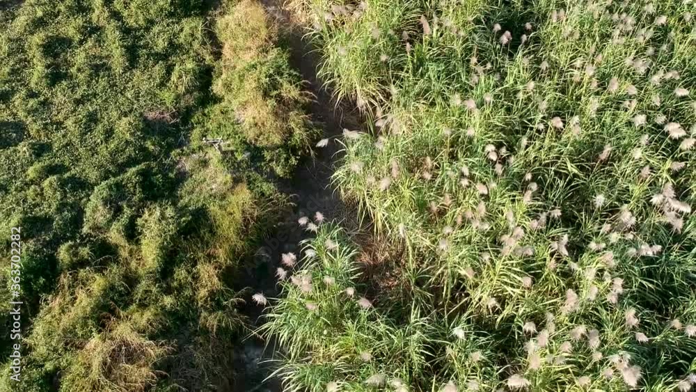 Drone View, Reed planting in El Salvador, Latin America. rural area.