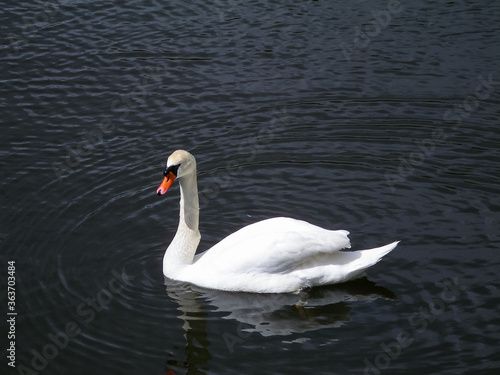 White swan is swimming in the pond