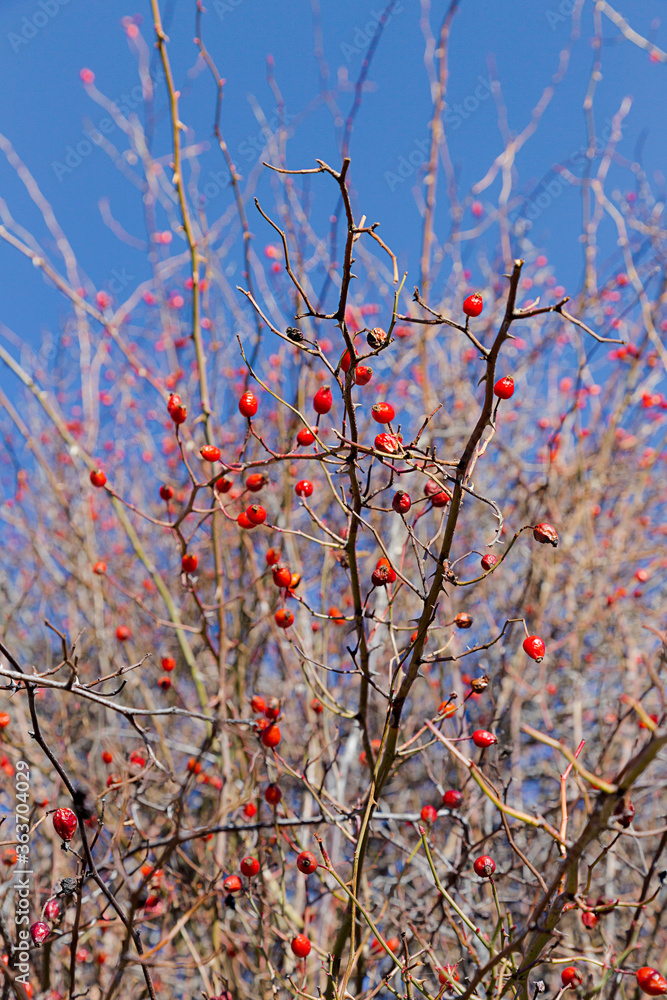 Red berries in sunny winter with blue sky. Red berries in sunny winter with blue sky.