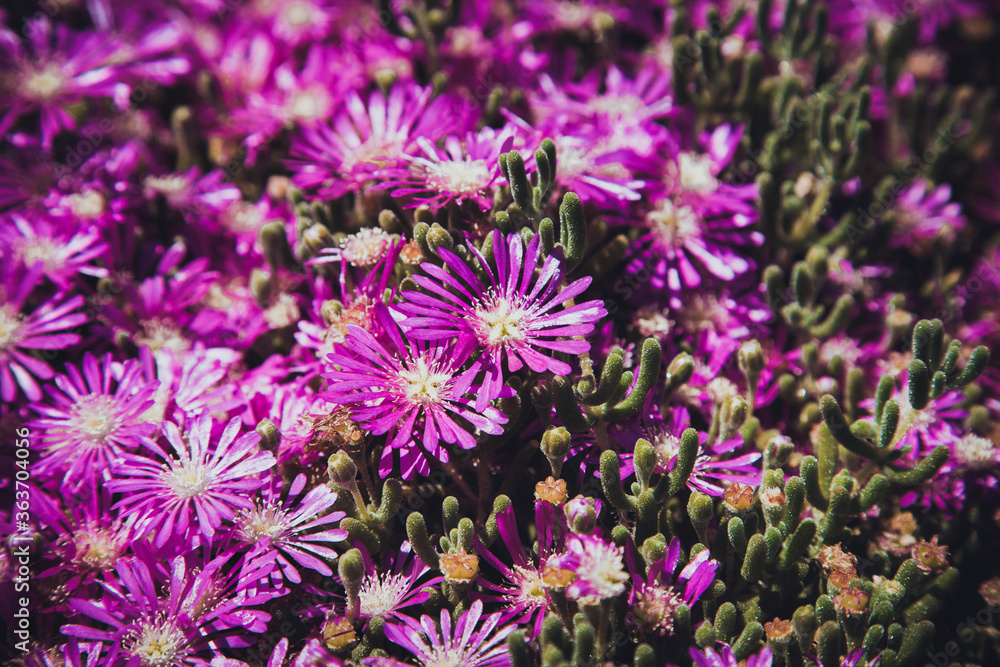 Purple flower, nature background, botany close up, beautiful garden Purple flower, nature background, botany close up, beautiful garden