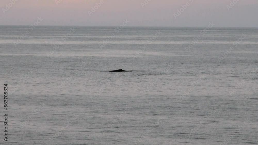 Whales in Antarctica - Antarctic Peninsula - Palmer Archipelago - Global Warming Whales in Antarctica - Antarctic Peninsula - Palmer Archipelago - Global Warming