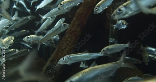 Atlantic Herrings Swimming In Aquarium photo