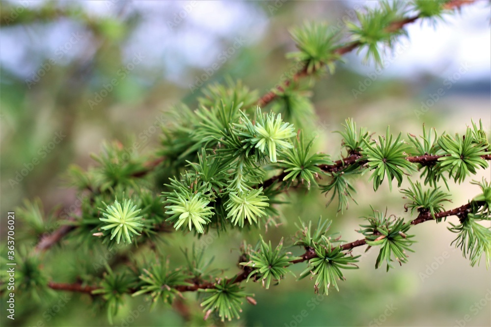 Spruce needles on the branch as a close-up Spruce needles on the branch as a close-up