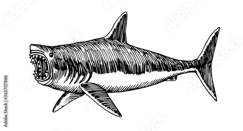 great white shark with open jaws, dangerous sea predator, prehistoric fish megalodon, vector illustration with black ink lines isolated on a white background in a hand drawn style