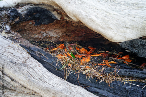 Vivid orange leaves and sea grass in the burnt hollow of a dead log. Coochiemudlo Island, Queensland, Australia.