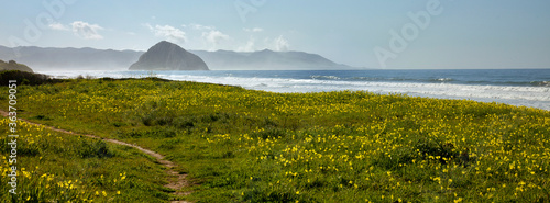 Photography Central coast of California spring time flowers on coast line with Morro Rock on