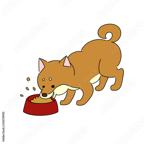 ごはんを食べる柴犬