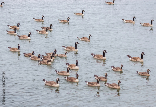 Geese in the Water © Gottography