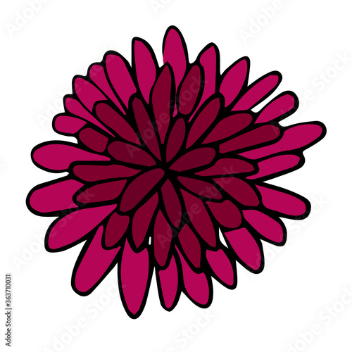 A blossoming bud of aster and chrysanthemum in doodle style. Outline drawing black-white vector illustration. For greeting cards and invitations of the wedding  birthday and other seasonal holiday.