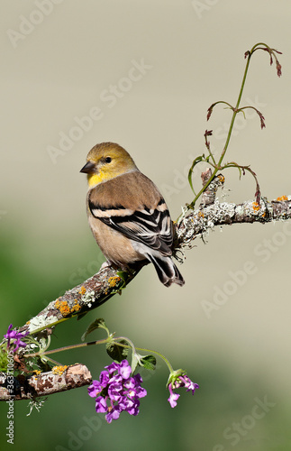 Female American Goldfinch on a branch