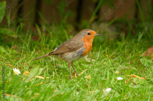Close up of a beautiful robin searching for food in the grass