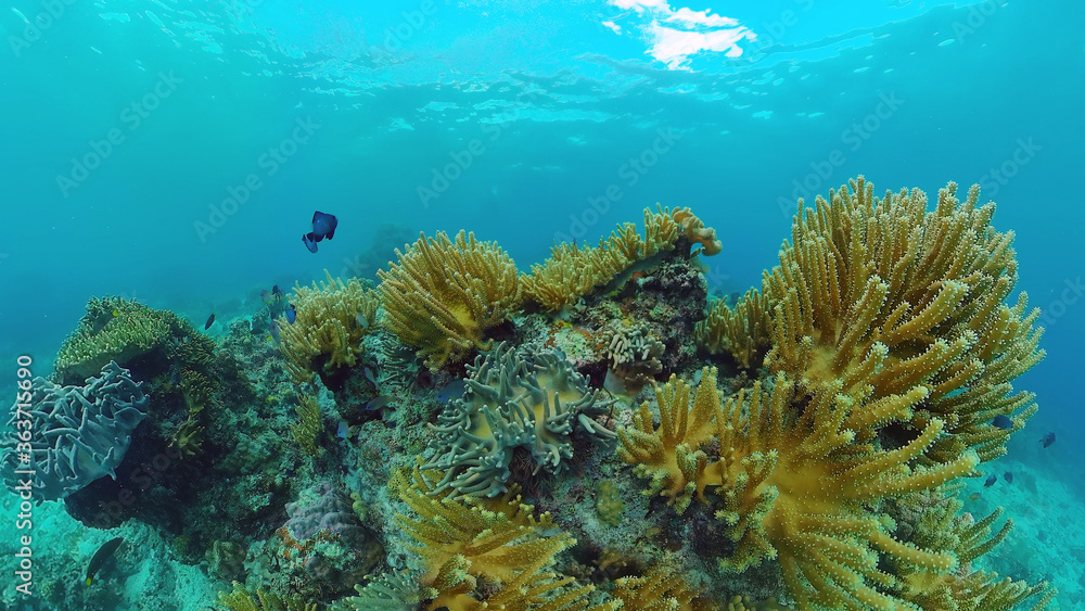 Beautiful underwater world with coral reef and tropical fishes. Panglao, Philippines. Travel vacation concept