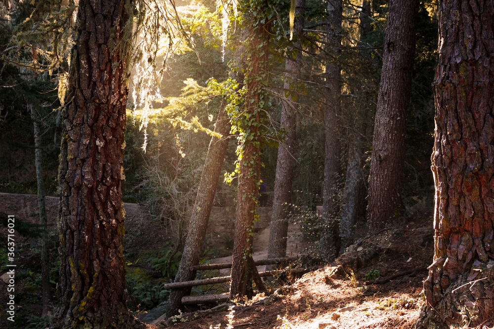 Obraz premium sunset time at a forest in La Cumbrecita, Cordoba. Green forest at dusk, sunlight going through the tall trees and the vegetation