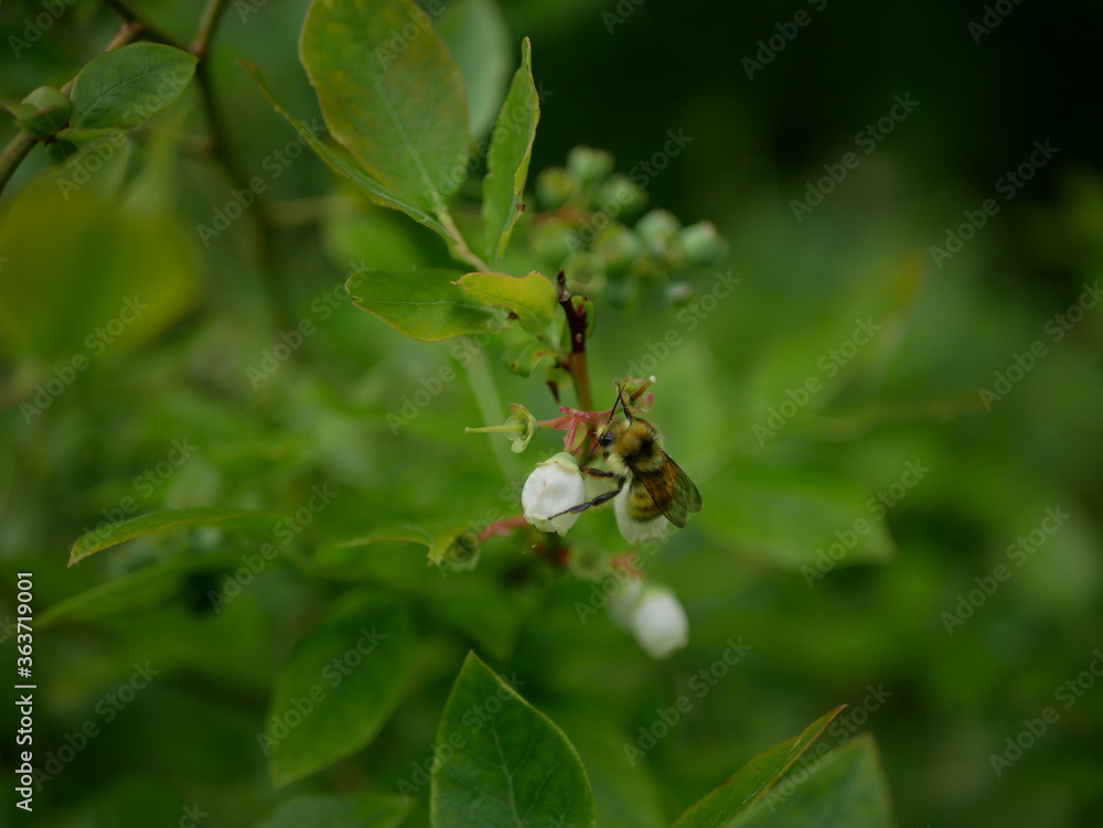 Honey bee sitting on a blueberry blossom Honey bee sitting on a blueberry blossom