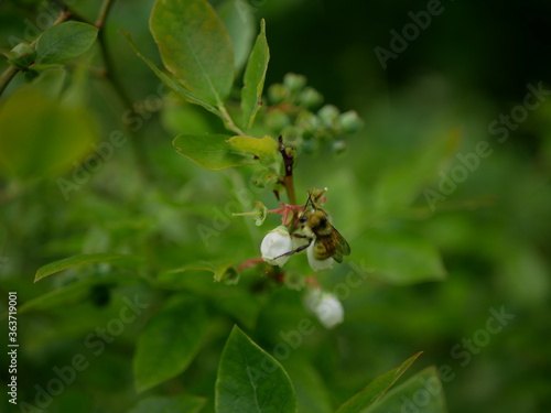 Honey bee sitting on a blueberry blossom © Karo