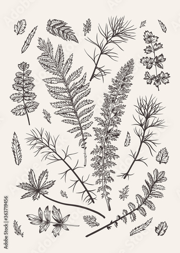 Set with leaves. Vector illustration. Design elements. Black and white.