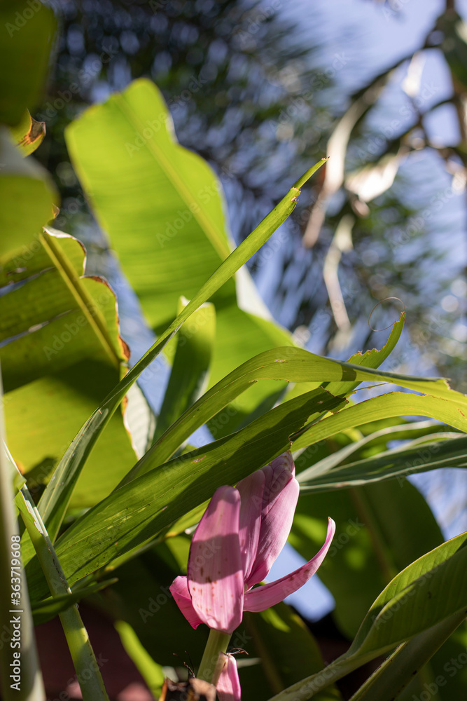 Fototapeta premium Banana Flower