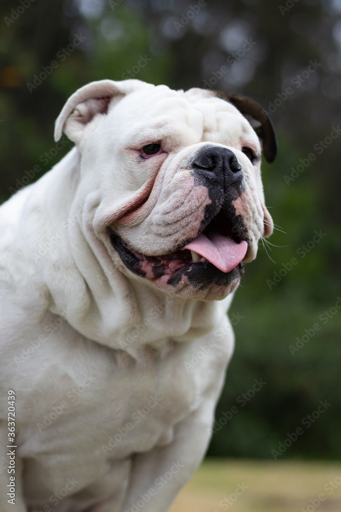 Portrait of  a Bulldog with blurry background