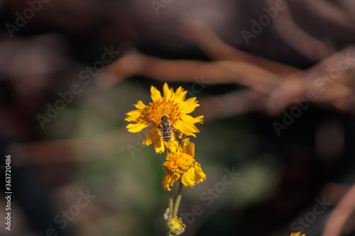 Bee on Yellow Tansy-aster Flower photo