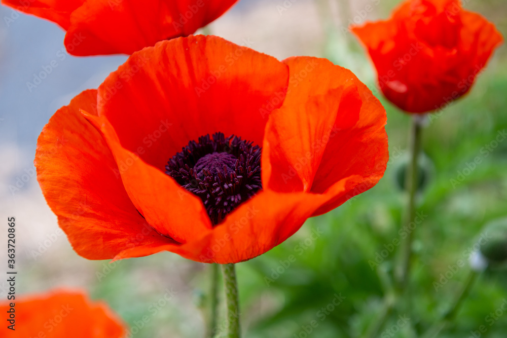 A macro of multiple flowering plants, poppies, which have tall stems, long leaves and are among grass in a garden. The bright orange papery flower has a purple centre with lots of pollen. A macro of multiple flowering plants, poppies, which have tall stems, long leaves and are among grass in a garden. The bright orange papery flower has a purple centre with lots of pollen.