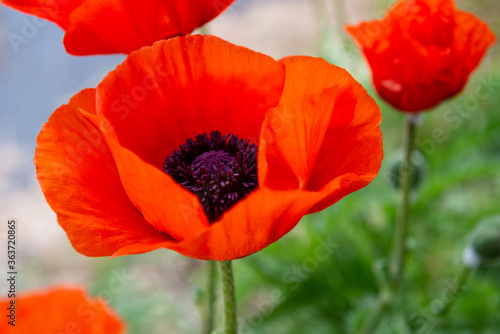 A macro of multiple flowering plants, poppies, which have tall stems, long leaves and are among grass in a garden. The bright orange papery flower has a purple centre with lots of pollen. 