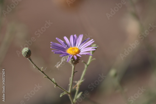 Fotografie Close-up of a purple hoary tansy-aster flower