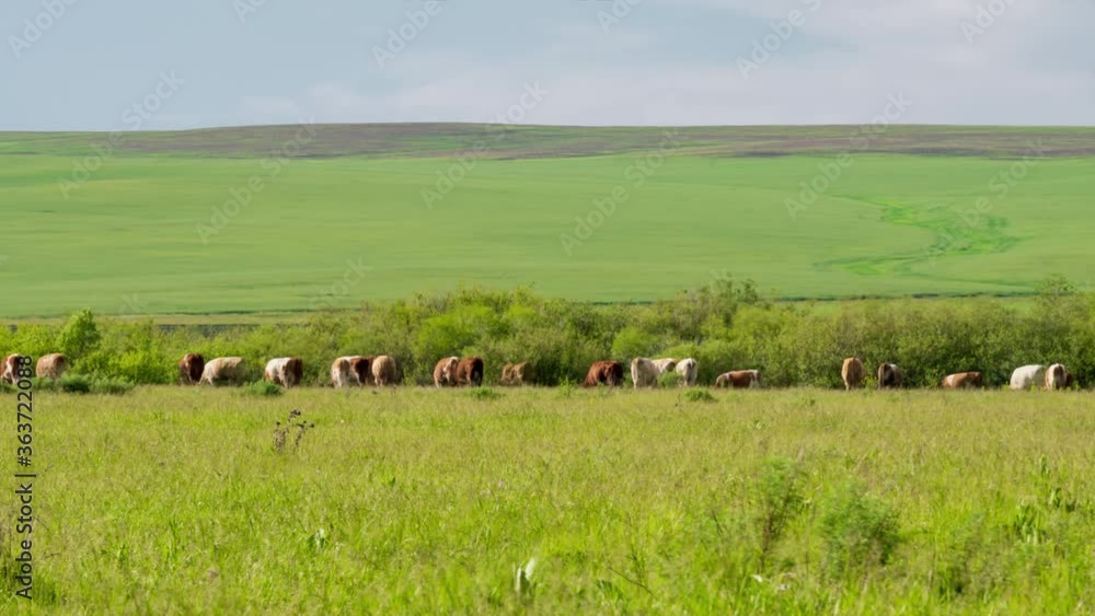 Timelapse. Cattle graze on a green sunlit pasture on the hill background Timelapse. Cattle graze on a green sunlit pasture on the hill background
